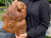 В Новой Зеландии выкопали гигантский картофель