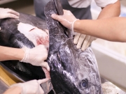 Гигантский голубой тунец продан на аукционе в Японии за 11,2 млн. рублей 