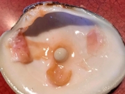 В ресторане внутри моллюска обнаружили жемчужину