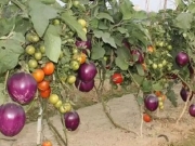 Индийские ученые вырастили картофель, помидор и баклажан вместе на одном растении