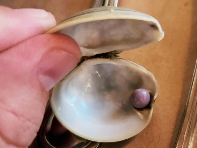 Редкую фиолетовую жемчужину нашли в ужине из моллюсков