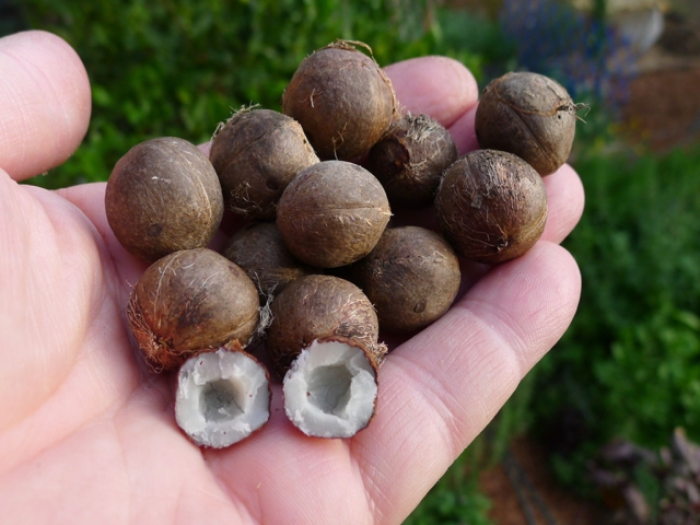 В Чили с медовой пальмы собирают сок и миниатюрные орехи со вкусом кокоса