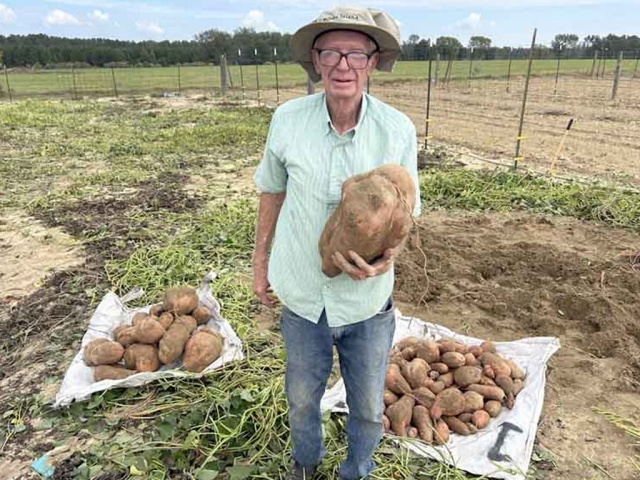 Американец собрал более 84 кг клубней сладкого картофеля с одного растения