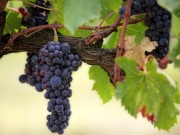 Ученые обнаружили окаменелые семена древнего винограда 