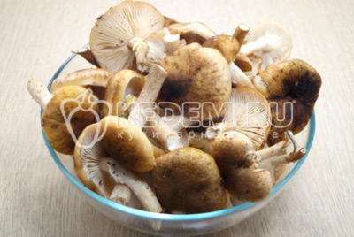 1,5-2 кг грибов опят перебрать, использовать крупные шляпки и светлые ножки, темные ножки удалить и выкинуть.